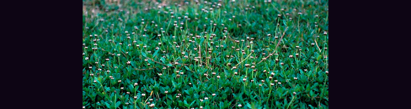 Matchweed, Phyla nodiflora