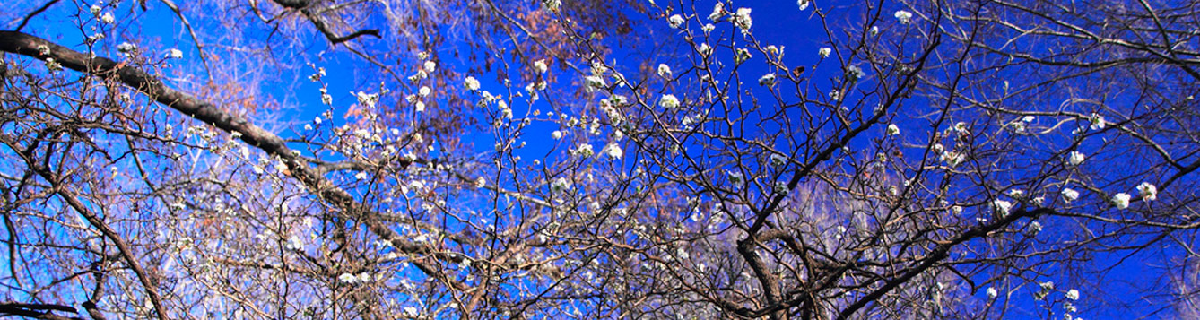wild mayhaw blooming