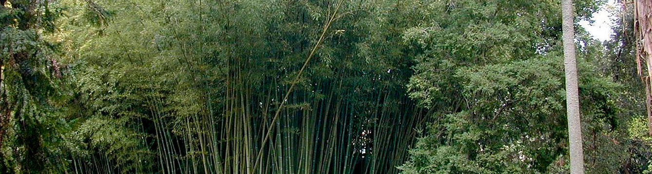 Moso bamboo