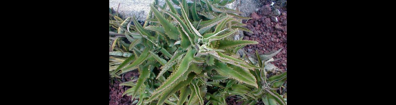 Mother of Thousands, Bryophyllum daigremontianum