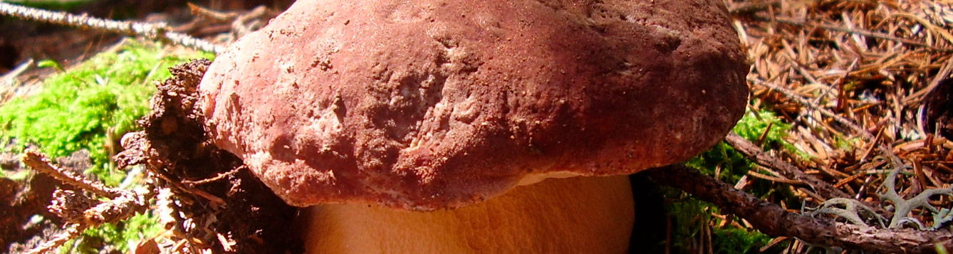 Boletus pinophilus
