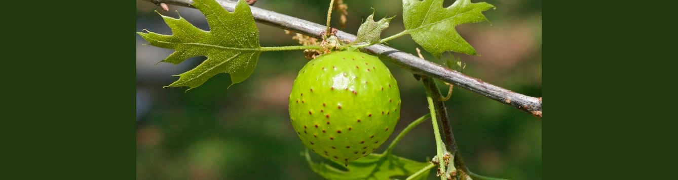 Oak apple gall