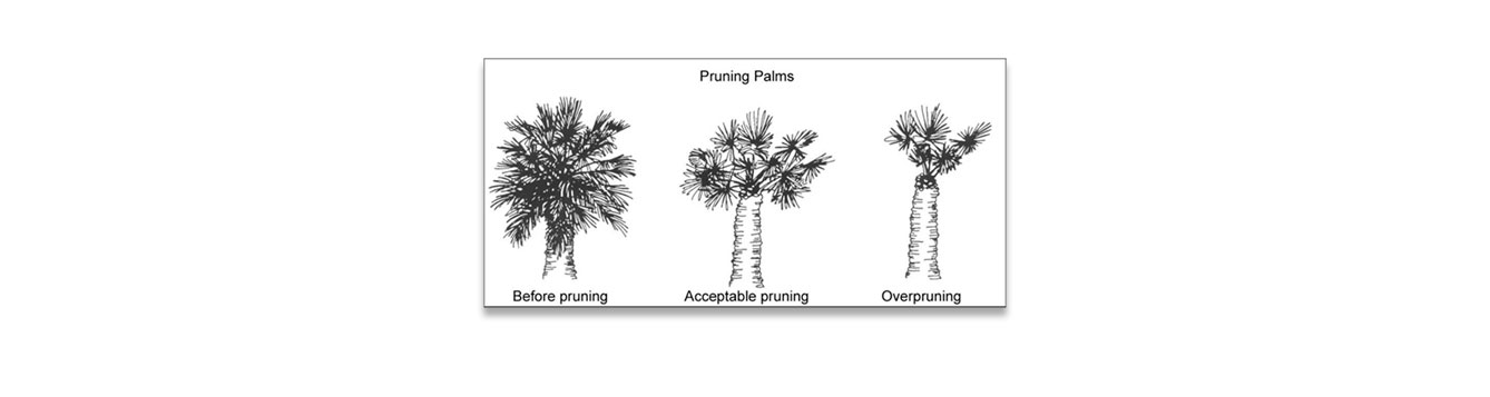palm pruning