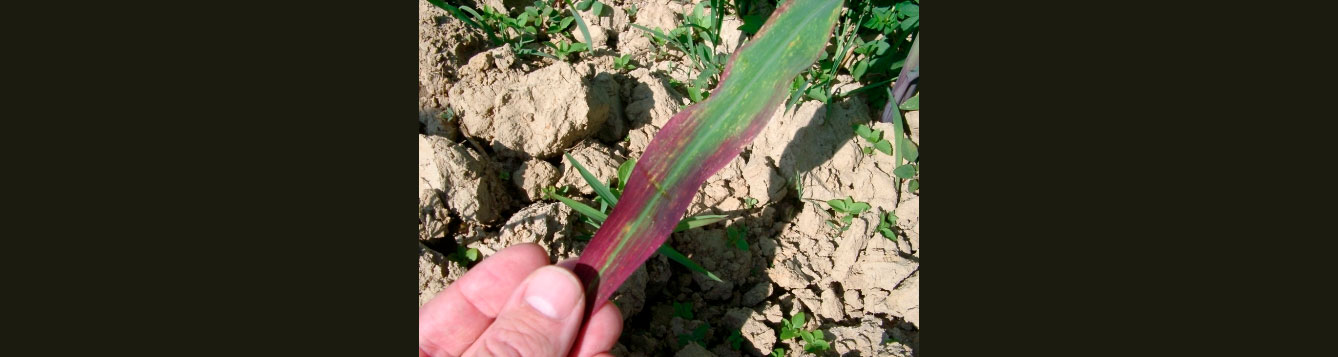 Phosphorus deficiency in corn.