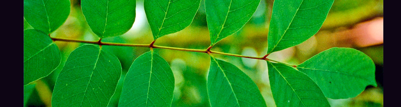 poison sumac, Toxicodendron vernix