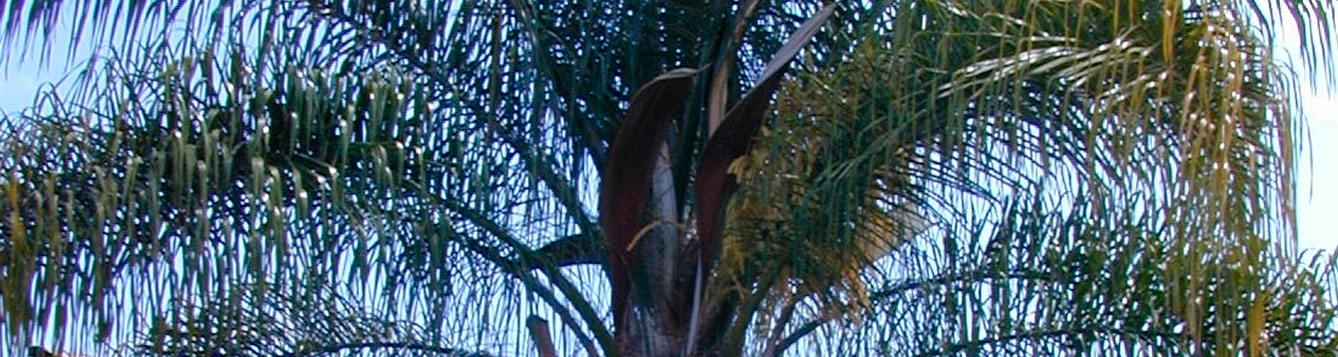Queen Palm