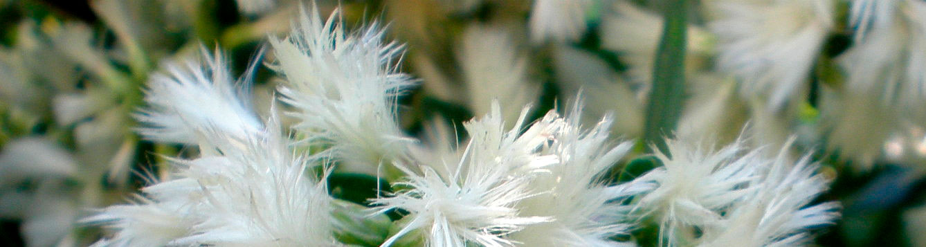 Eastern False-Willow (Baccharis hamilifolia) or Saltbush