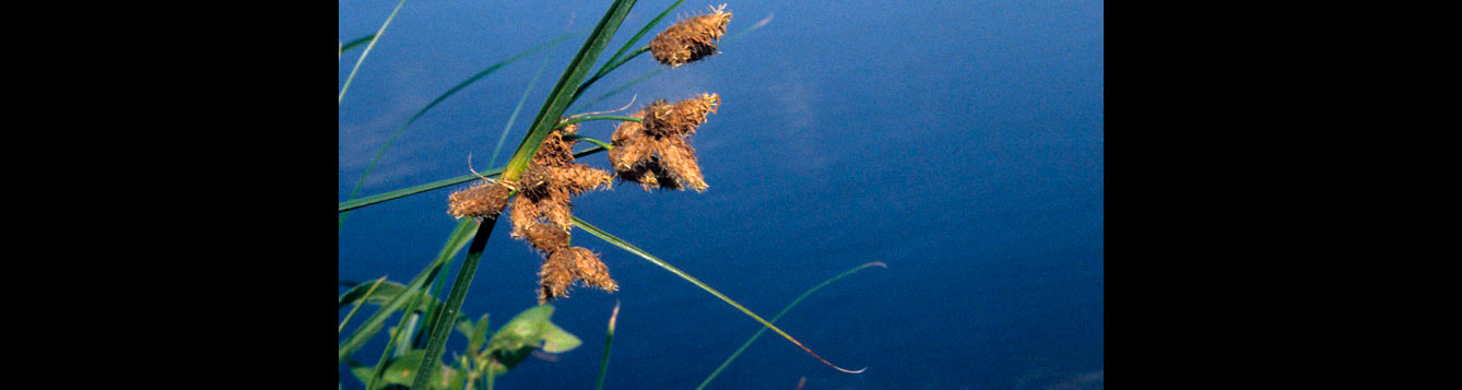 Salt-marsh bulrush, Scirpus robustus
