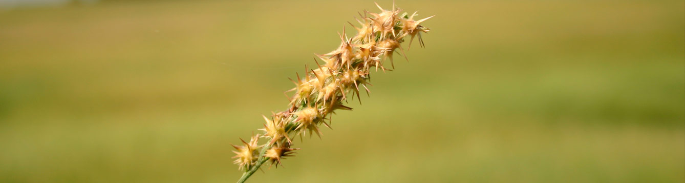 sandbur