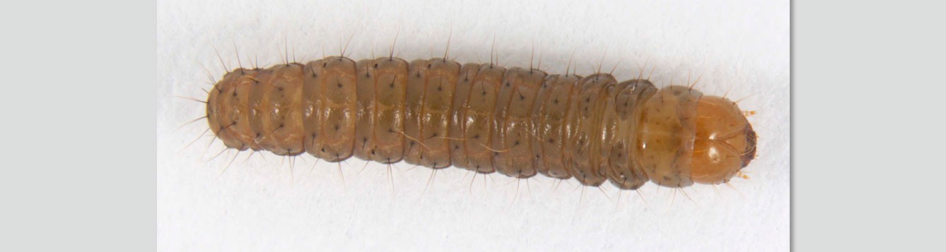 sod webworm
