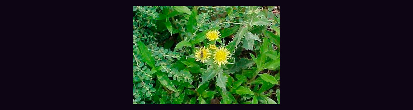 sow thistle