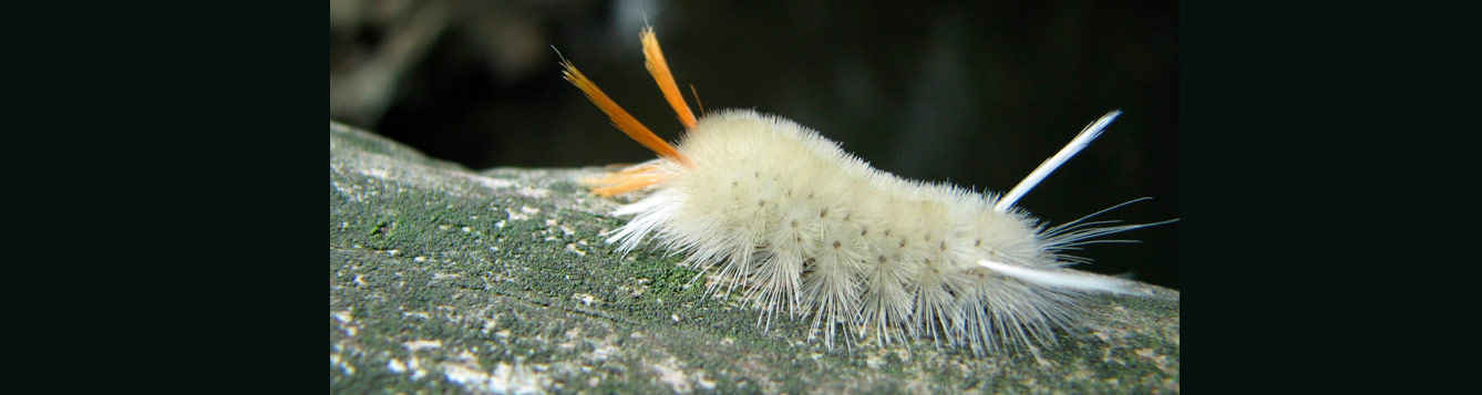 sycamore moth