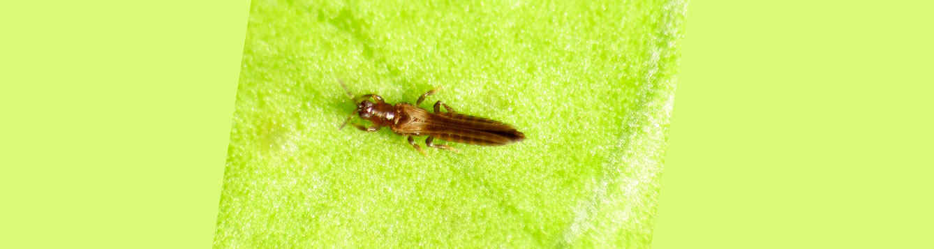 thrips