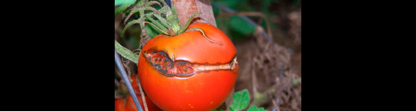 crack in tomato