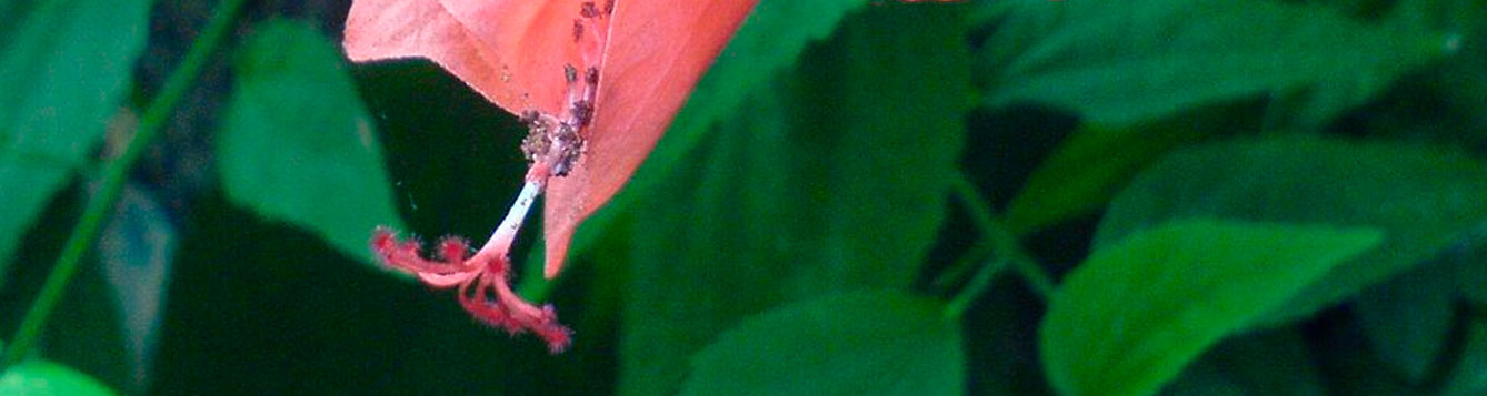 Turks-cap mallow, Malvaviscus penduliflorus