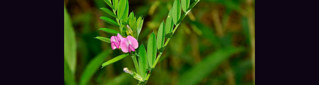Narrow-leaf vetch Vicia sativa