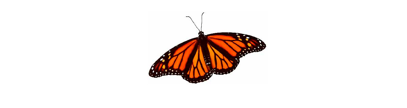 viceroy butterfly