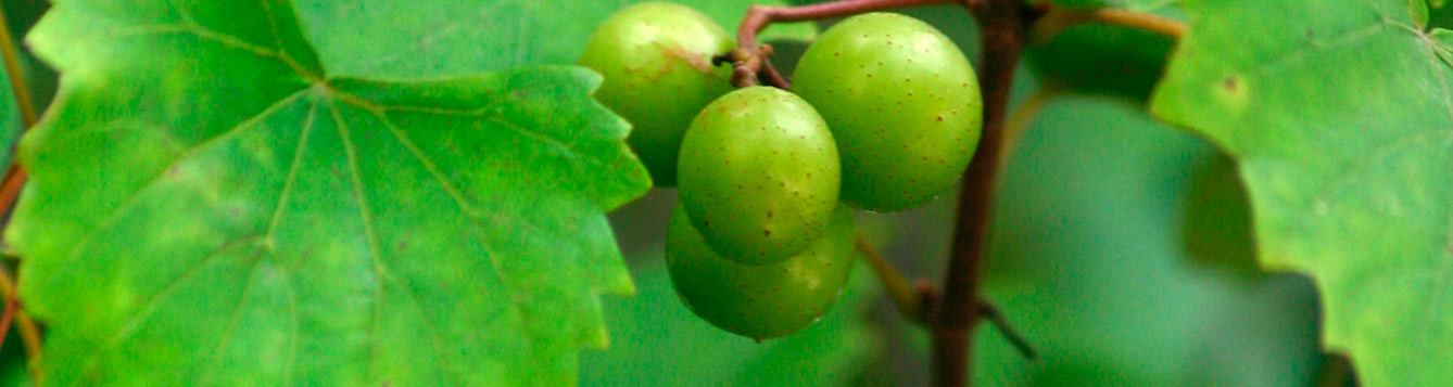 Wild Muscadine Grape, Vitis rotundifolia.