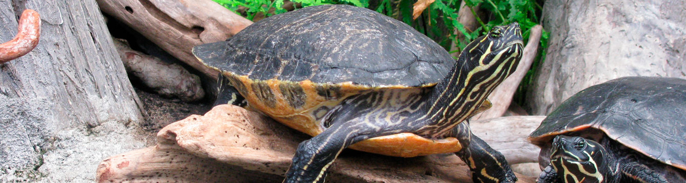 yellow bellied slider
