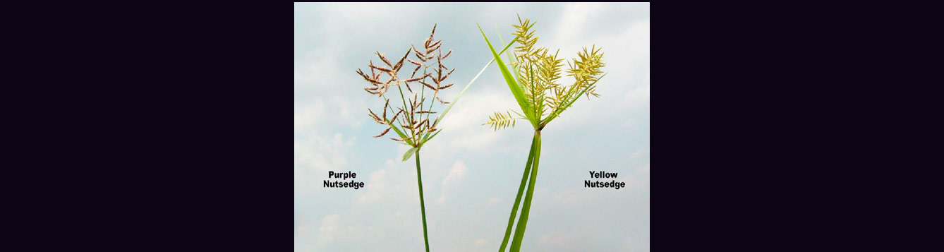 yellow and purple nutsedge