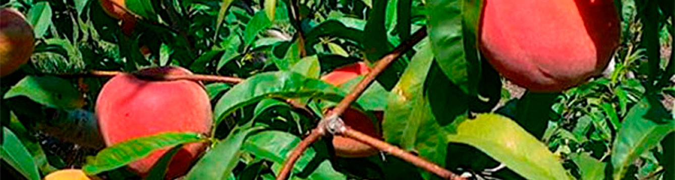 Fruit Trees for NE Florida Crest Peach