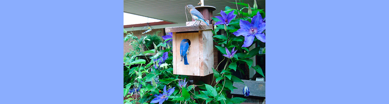 Nesting bluebirds