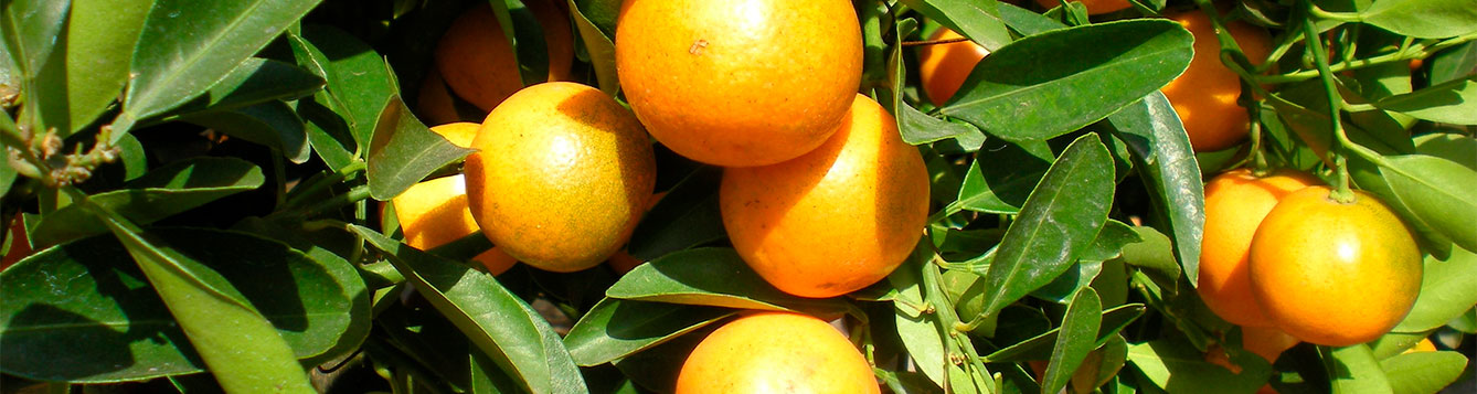 citrus