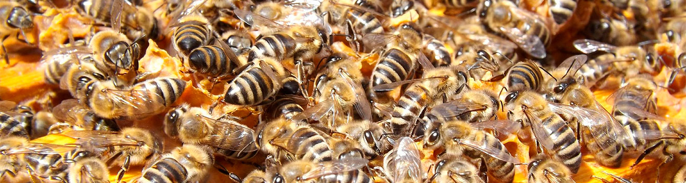 Bees in a hive