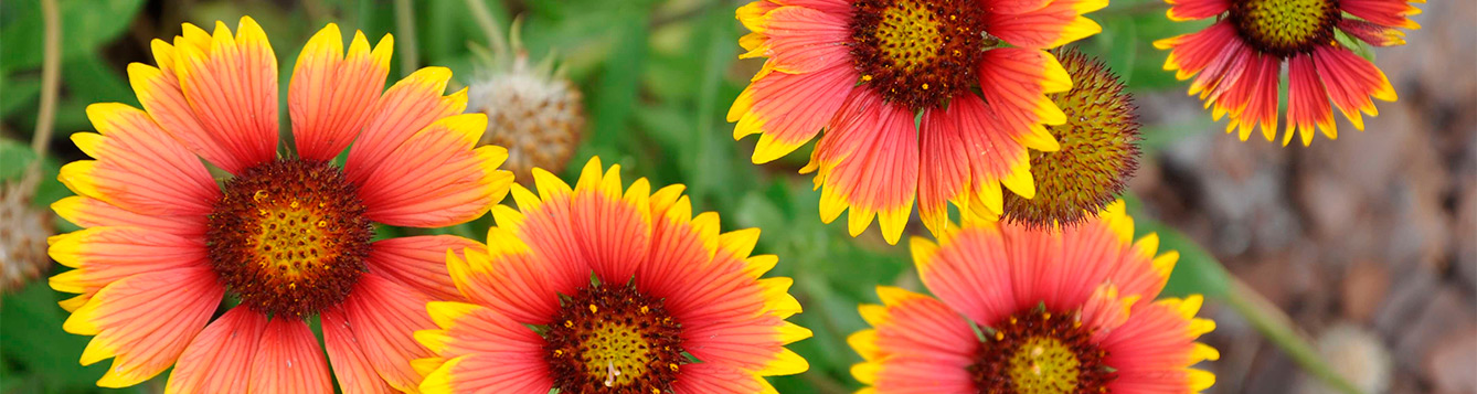 Gaillardia pluchella Photograph by Stephen H Brown UF IFAS Lee County