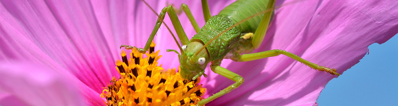 Insects on Ornaments