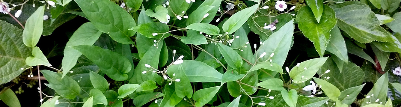 Skunk Vine