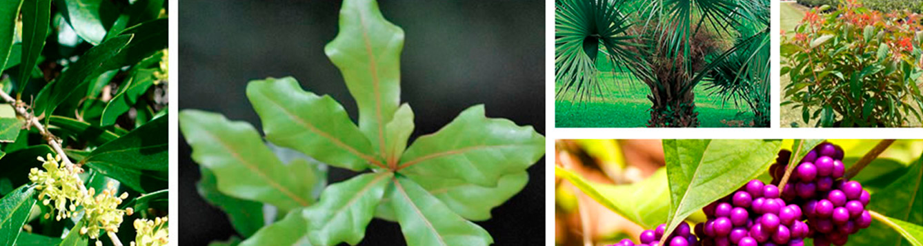 Florida Native Plants