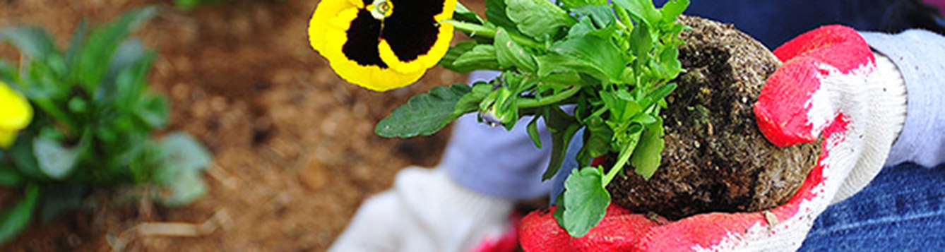 Crash Course in Florida Gardening