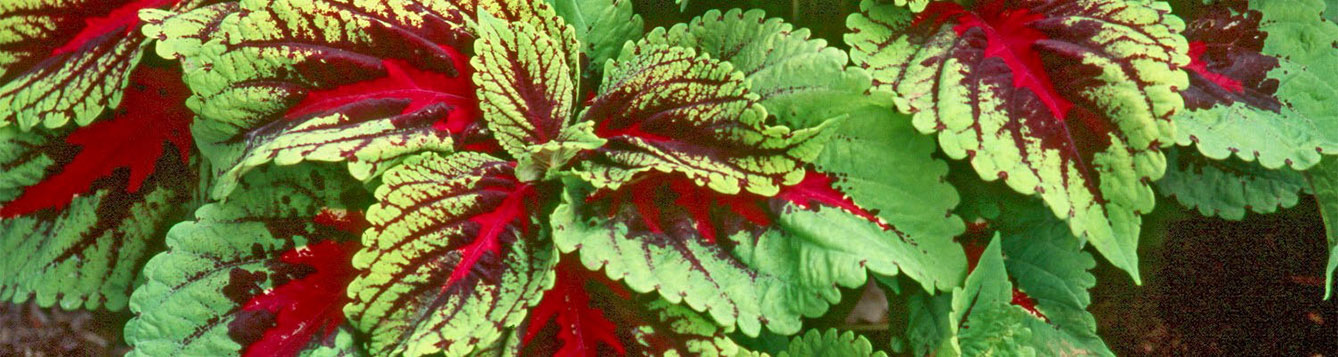 Coleus
