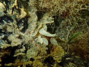 underwater view of algae