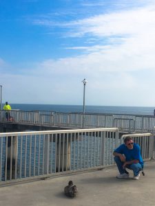 A bystander awaits help from the bird rescue team for an entangled brown pelican.