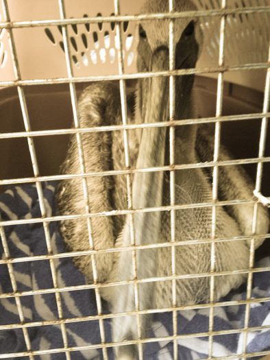 A brown pelican on it's way to rehab.