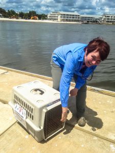 Cedar Key Bird Rescue volunteer Anne Lindgren prepares to release a rehabbed pelican.