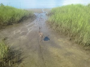 A rehabbed clapper rail returns to the marsh.