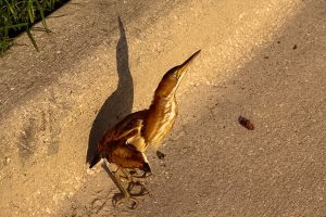 An injured least bittern in Cedar Key awaits rescue.