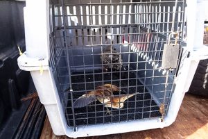 A least bittern and juvenile gull on their way to rehab.