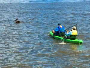 Cedar Key Bird Rescue lead volunteer Crosby Hunt heading to capture an entangled pelican.