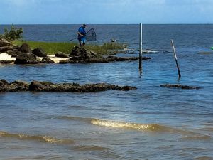 Cedar Key Bird Rescue lead volunteer Crosby Hunt heading to capture an entangled pelican.