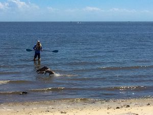 Cedar Key Bird Rescue volunteer Rick Anthony heading to capture an entangled pelican.