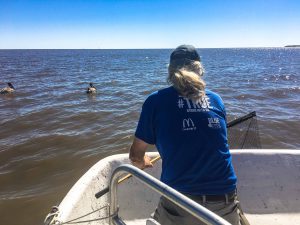 Cedar Key Bird Rescue lead volunteer Crosby Hunt working with a local tour operator to capture an entangled pelican.