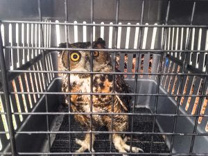 Great Horned Owl with an eye injury on the way to rehab.