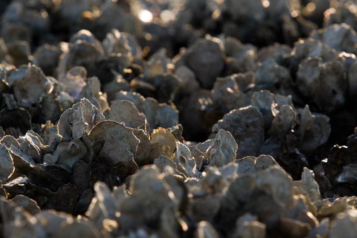 The making of an oyster reef UF/IFAS Nature Coast Biological Station