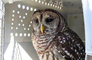 owl in cage