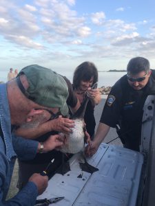 volunteers helping a pelican