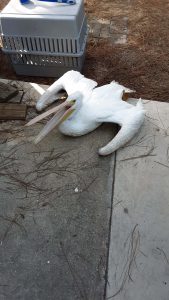 White pelican opens beak